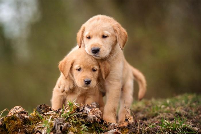 Perros
