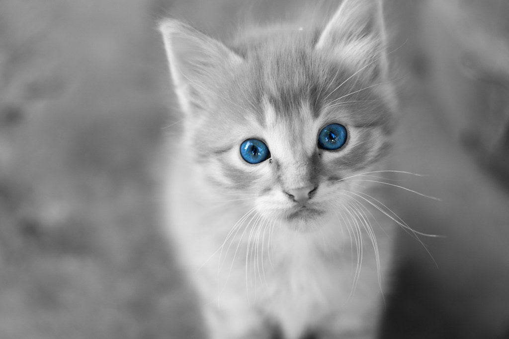 Gatos